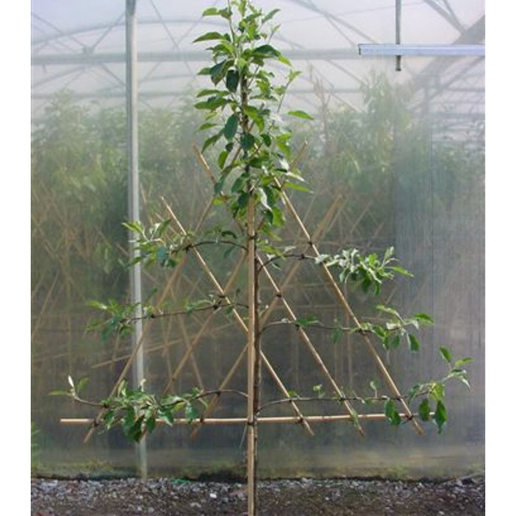 Plommon – Prunus domestica 'Opal' - C20 6/8 150 CM Stem